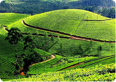 Tea and spice plantations